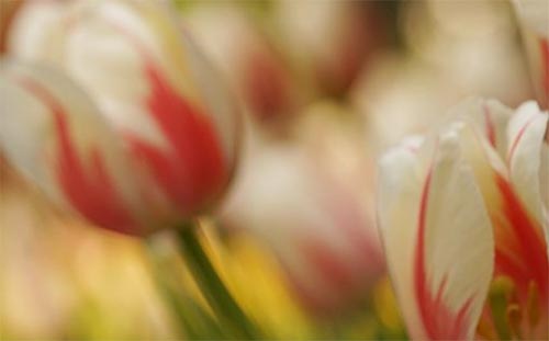 �����еñ���ʧ