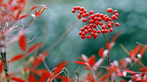 ������¼