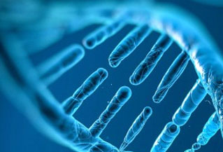 CAS852107-87-0|2-(1H-吲哚)咪唑[4,5f][1,10]邻菲啰啉