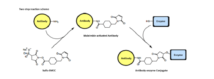 多肽偶联蛋白BSA，OVA，THY定制