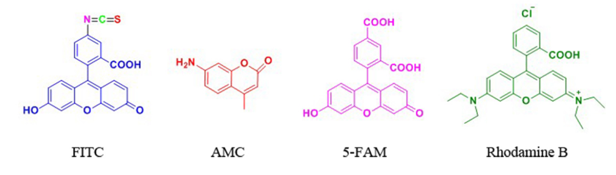FITC&AMC等荧光标记技术简介 FITC&AMC等荧光标记技术简介