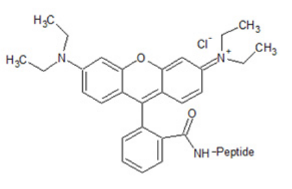 Rhodamine B (羧基四甲基罗丹明B) Rhodamine B (羧基四甲基罗丹明B)