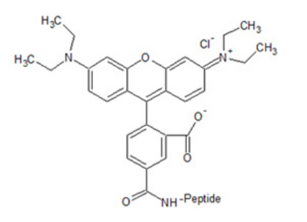 TAMRA修饰多肽 TAMRA修饰多肽