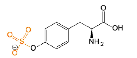 O-Sulfo-L-Tyrosine 磺酸化酪氨酸 Tyr(SO3H2) O-Sulfo-L-Tyrosine 磺酸化酪氨酸 Tyr(SO3H2)
