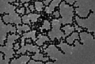 金纳米链 金纳米链