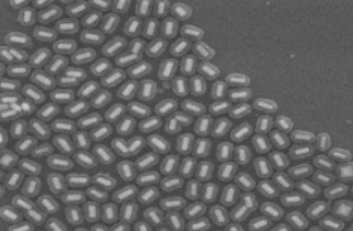 介孔二氧化硅包覆金纳米棒 介孔二氧化硅包覆金纳米棒
