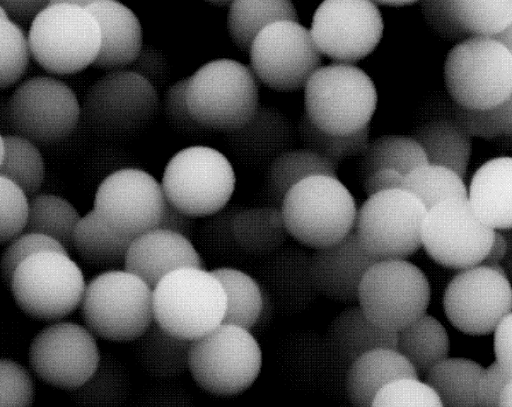 羧基端PEG化Fe3O4颗粒;DSPE-PEG@Fe3O4（-COOH）;10nm