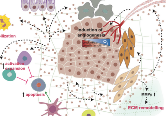 超声-磁共振复合影像囊泡 超声-磁共振复合影像囊泡