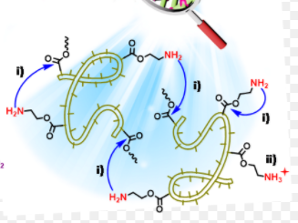 磁共振T1/T2复合造影囊泡 磁共振T1/T2复合造影囊泡