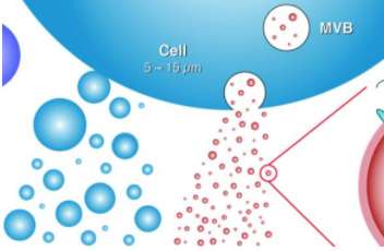 喜树碱RNA树枝分子囊泡复合物 喜树碱RNA树枝分子囊泡复合物