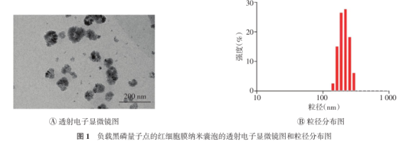 红细胞膜负载黑磷量子点 红细胞膜负载黑磷量子点