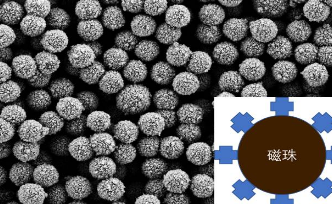 MagBeadsTM 1 μm链霉亲和素磁珠 MagBeadsTM 1 μm链霉亲和素磁珠