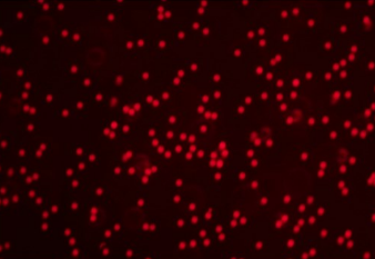 5 μm FluBeads 红色荧光微球 5 μm FluBeads 红色荧光微球