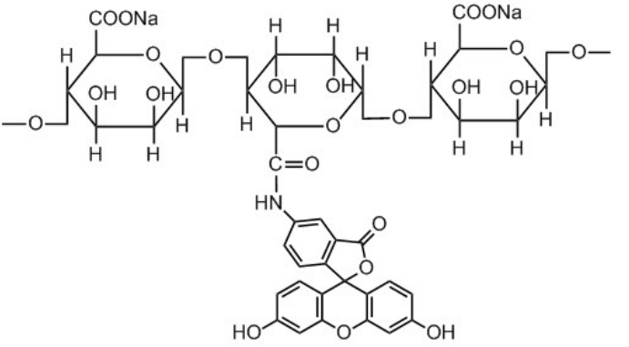 绿色荧光素标记海藻酸钠 绿色荧光素标记海藻酸钠