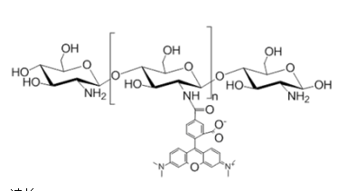 Chitosan–TRITC Chitosan–TRITC