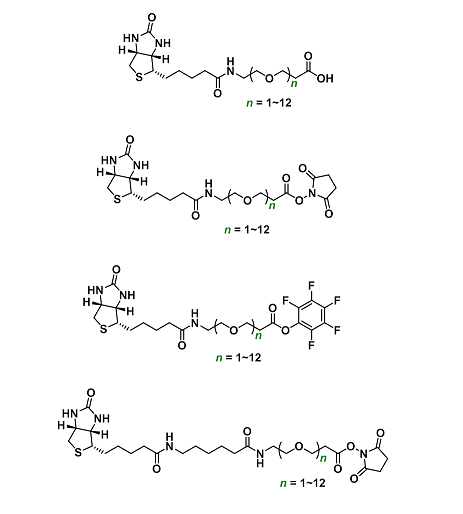 基于生物素的定制合成技术 基于生物素的定制合成技术