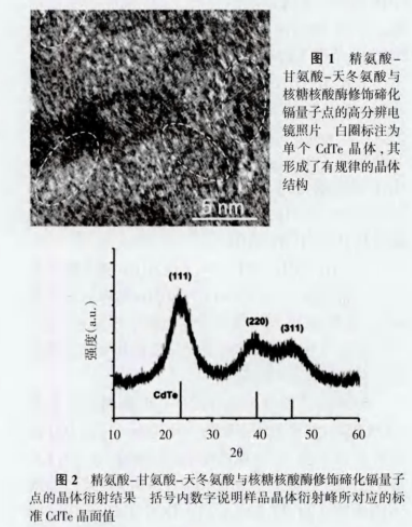 RGD-CdTeRQDs RGD-CdTeRQDs