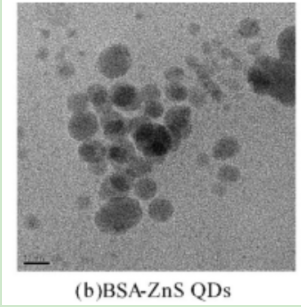 牛血清白蛋白包裹ZnS量子点 牛血清白蛋白包裹ZnS量子点