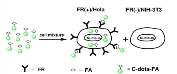 叶酸修饰碳量子点 叶酸修饰碳量子点