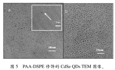 PAA-DSPE修饰CdSe硒化镉量子点 PAA-DSPE修饰CdSe硒化镉量子点