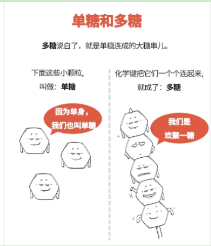 葡聚糖-透明质酸 葡聚糖-透明质酸