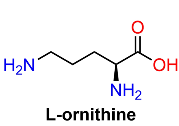 葡聚糖-鸟氨酸 葡聚糖-鸟氨酸