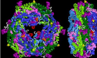 Cy5.5标记链霉亲和素 Streptavidin-Cy5.5 Cy5.5标记链霉亲和素 Streptavidin-Cy5.5
