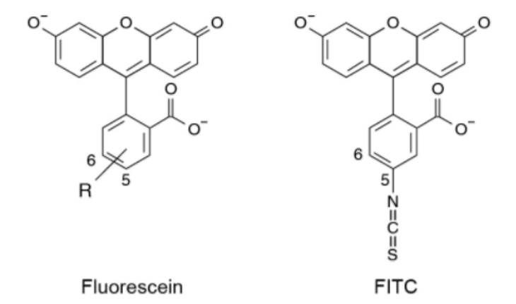异硫氰酸荧光素(FITC)标记 异硫氰酸荧光素(FITC)标记