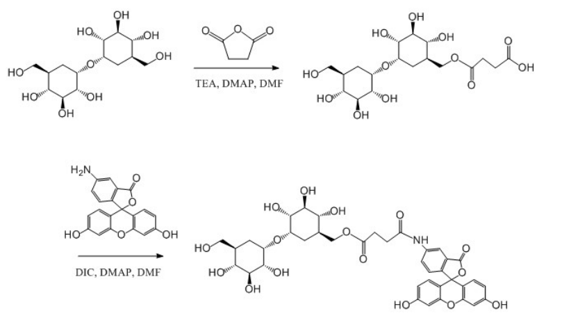 FITC标记海藻糖制备过程 FITC标记海藻糖制备过程