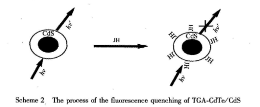 TGA-CdTe/CdSQDs TGA-CdTe/CdSQDs