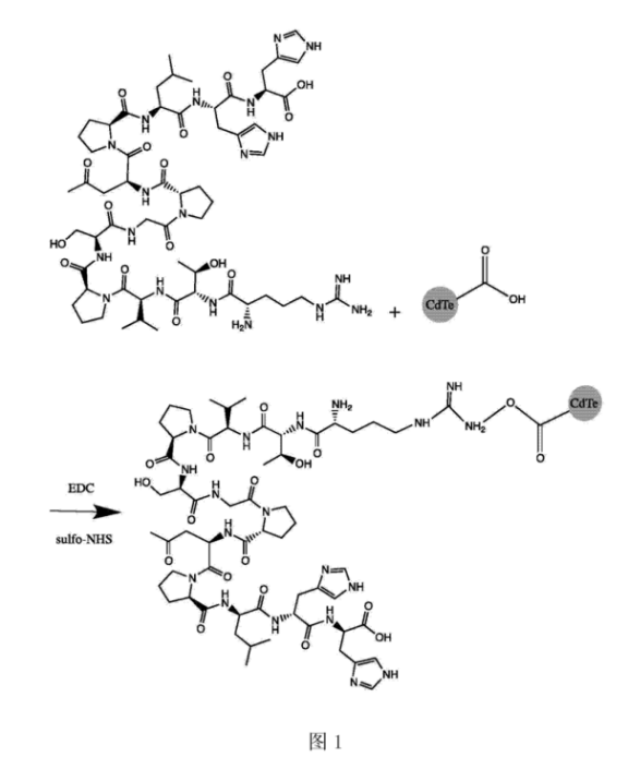 CLV3十二肽修饰CdTe量子点 CLV3十二肽修饰CdTe量子点