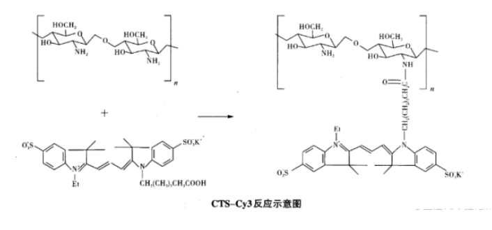 壳聚糖偶联Cy3荧光染料(CTS-Cy3) 壳聚糖偶联Cy3荧光染料(CTS-Cy3)