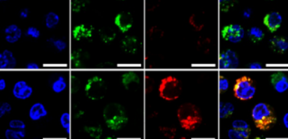 荧光标记抗原肽(TMR-FKF-OVAp) 荧光标记抗原肽(TMR-FKF-OVAp)