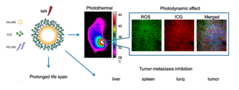荧光标记靶向纳米球，TNYL-ICG-HAuNS