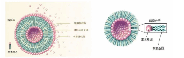 脂质体 脂质体