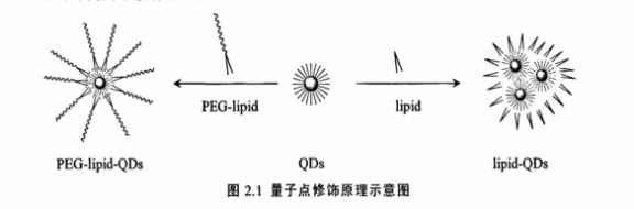 PEG-DPPE修饰CdSe/ZnS量子点 PEG-DPPE修饰CdSe/ZnS量子点