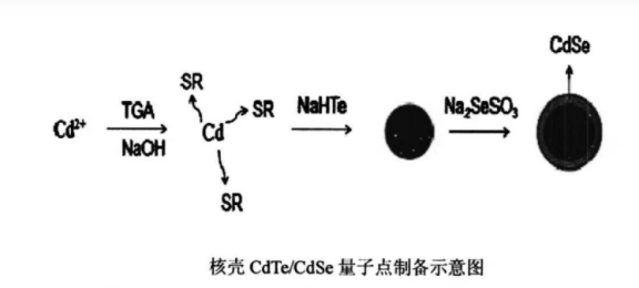 水溶性CdSeTe/ZnS量子点 水溶性CdSeTe/ZnS量子点