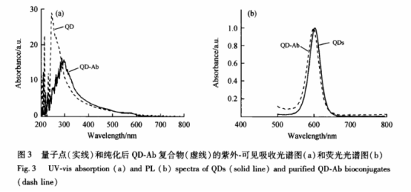 抗体偶联镉化硒CdSe量子点 抗体偶联镉化硒CdSe量子点