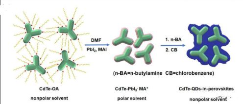 碲化镉量子点负载柔红霉素/藤黄酸 碲化镉量子点负载柔红霉素/藤黄酸