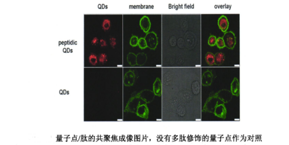 多肽Tat偶联CdTe近红外二区量子点 多肽Tat偶联CdTe近红外二区量子点