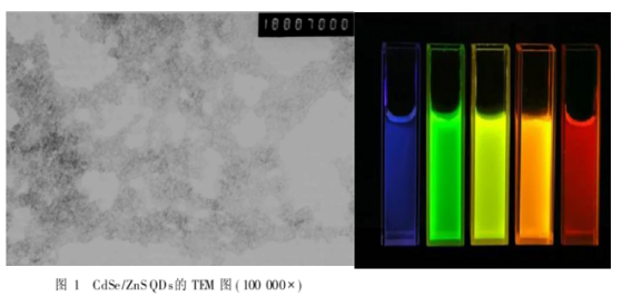 CdTe/CdS核/壳量子点 CdTe/CdS核/壳量子点