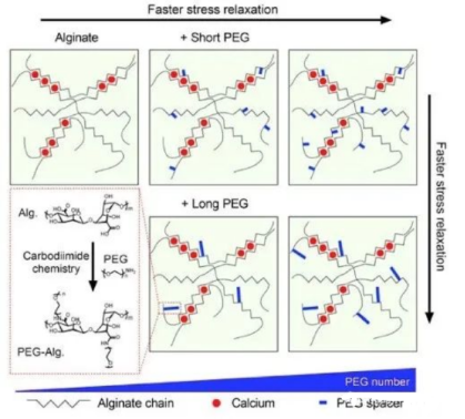 海藻酸钠-香豆素 海藻酸钠-香豆素