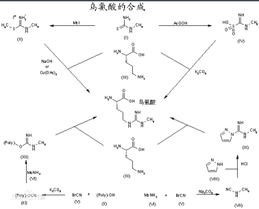 海藻酸钠-聚乙二醇-聚鸟氨酸 海藻酸钠-聚乙二醇-聚鸟氨酸
