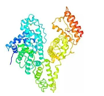 壳聚糖-牛血清白蛋白 壳聚糖-牛血清白蛋白