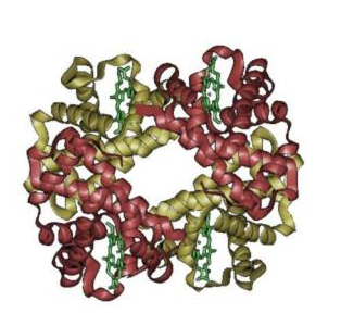 壳聚糖-转铁蛋白 壳聚糖-转铁蛋白