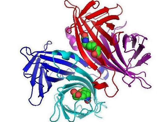 葡萄糖-链霉亲和素 葡萄糖-链霉亲和素