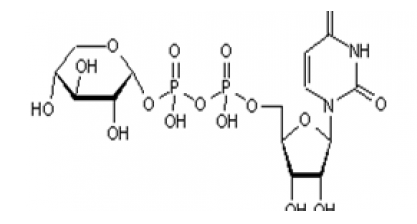 UDP-木糖 UDP-木糖
