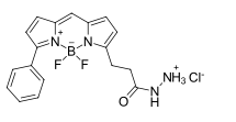 BDP R6G hydrazide，一种硼二吡咯烯染料