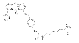 BDP 630/650 amine 一种发射远红光的硼二吡咯烷基荧光团