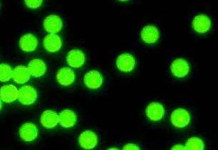 乳胶微球 乳胶微球